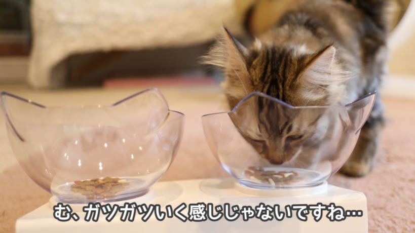 実食！】COMBO子ねこ用ミルクチップ添えのレビュー - ねことぼく